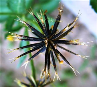  Infructescence (Fruiting Head)